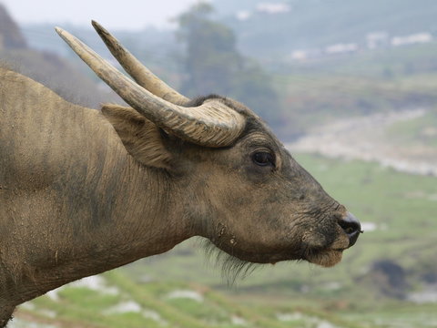Bufalo en Vietnam