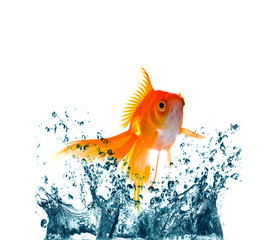 gold fish jumping