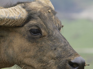 Bufalo en Vietnam