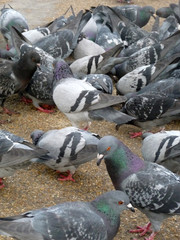 Pigeons