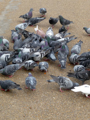Fototapeta premium Pigeons