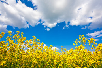 Yellow flower field and blue sky