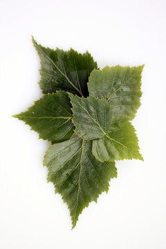 Birkenblatt6