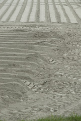 les polders du Mont Saint Michel