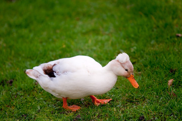 crested white duck