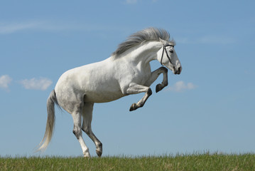 Naklejka na ściany i meble Grey horse playing on grass