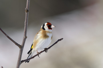 goldfinch, carduelis carduelis