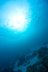 Light falls on corals with many coral fish