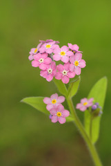 Obraz premium pink forget-me-nots