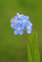 light blue forget-me-nots