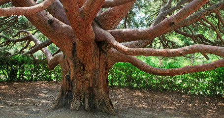 evergreen red tree 