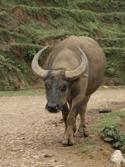 Bufalo en Sapa (Vietnam)