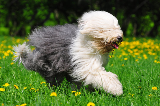 Bobtail Dog Lying Comfortably On The Grass Stock Photo - Download Image Now  - Old English Sheepdog, Dog, Animal - iStock