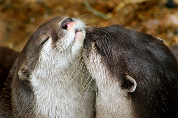 Otters