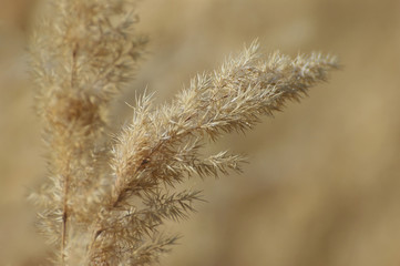 Obraz premium Grass