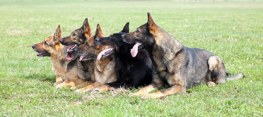 five German shepherds