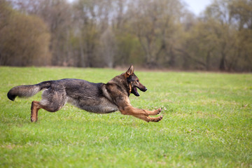 running German sheepdog