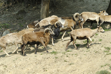 herd of mouflon