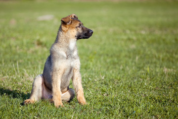 sheepdogs puppy