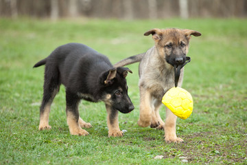 two playing puppys
