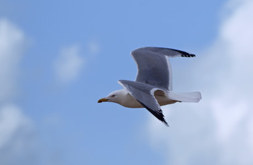 Gaviota