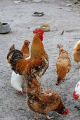 Cock and hen