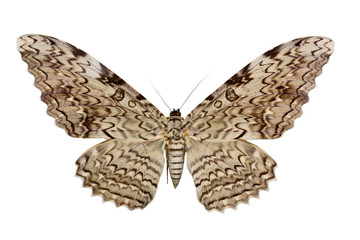 thysania agrippina © Zakharchenko