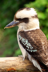 Kookaburra