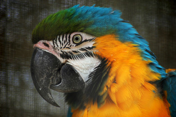 Parrot face