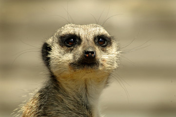 Meerkat