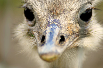 Rhea face © Jon Mulkeen
