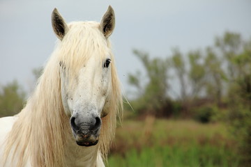 Fototapeta premium cheval de Camargue - France