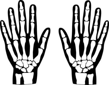 hands bones vector illustration