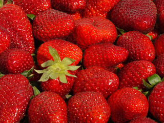 Erdbeeren