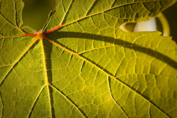 Dramatically Lit Grape Leaf on the Vine