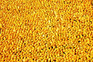Background of yellow rubber ducks