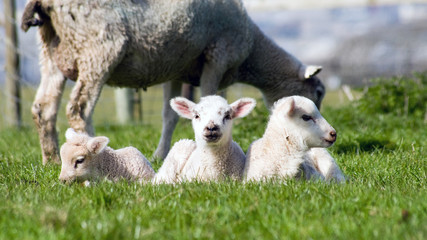 Obraz premium Young Lamb On Green Grass,Cornwall, UK