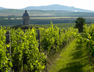 Fototapeta na wymiar winnice i Velka Bílovice regionu, Czechy