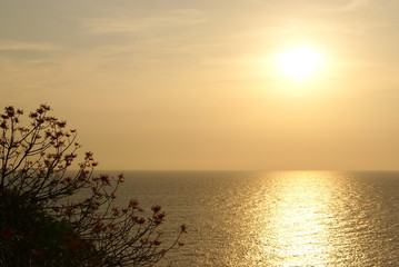 Sunset on the sea with flowers tree in the front