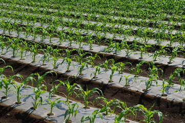 トウモロコシ畑