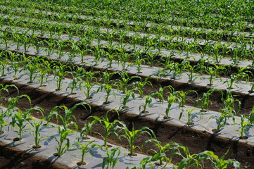 トウモロコシ畑