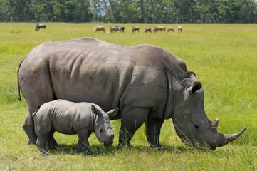 Obraz premium white rhinoceros with 2 weeks calf