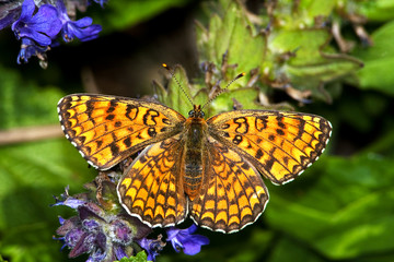 Melitaea trivia / lesser spotted fritillary, female