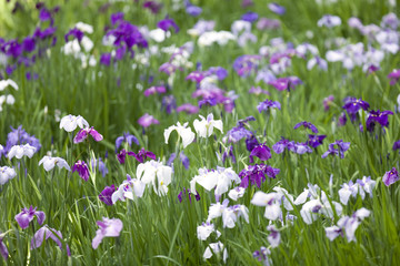 Obraz na płótnie Canvas Japanese iris