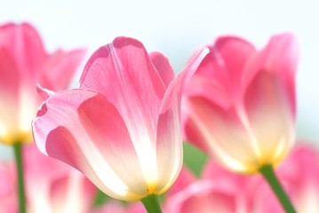 Closeup of tulips