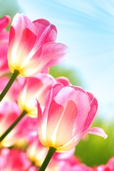 Fototapeta premium Closeup of tulips