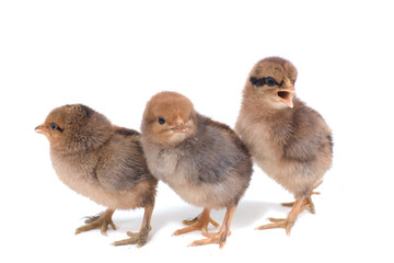 les trois petits poussins