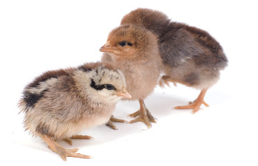 trois poussins sur fond blanc