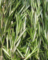 Rosemary (Rosmarinus officinalis)