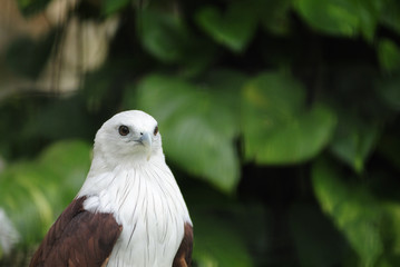 Brahminy Kite (Haliastur Indus)